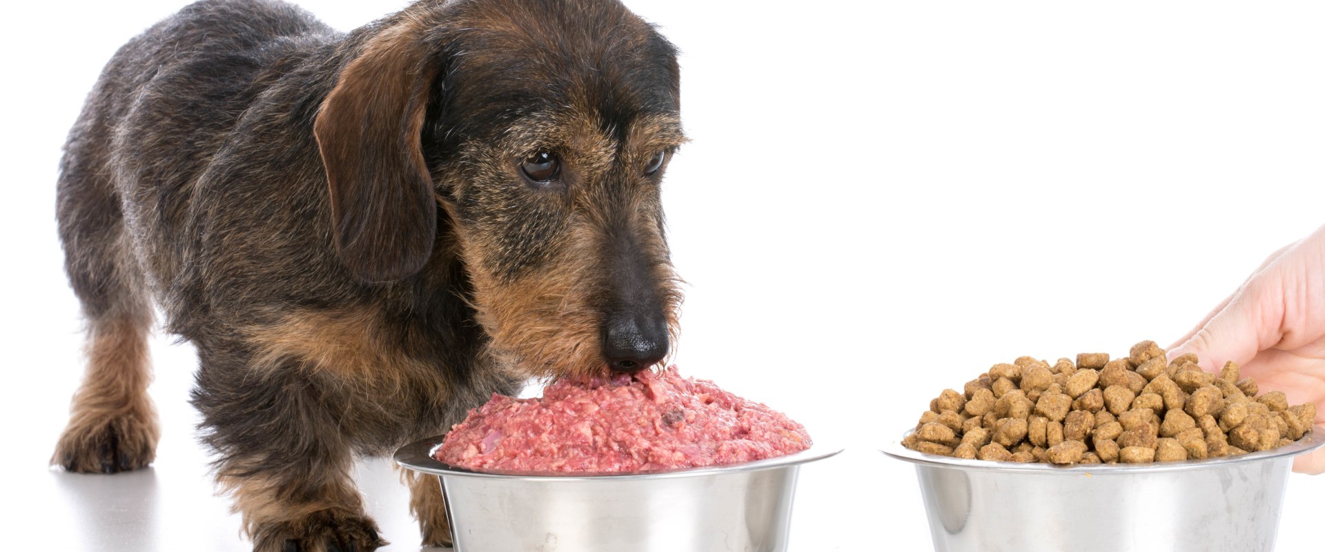 Is raw dog food better than kibble?