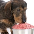 Is raw dog food better than kibble?