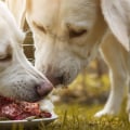 Why you shouldn't feed your dog raw food?