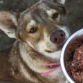 Why feed raw dog food?