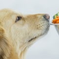 How long can raw food sit out for dog?