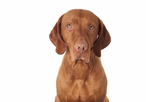 Is raw dog food hypoallergenic?